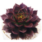 Succulent plant ornament styled on a desk corner in use