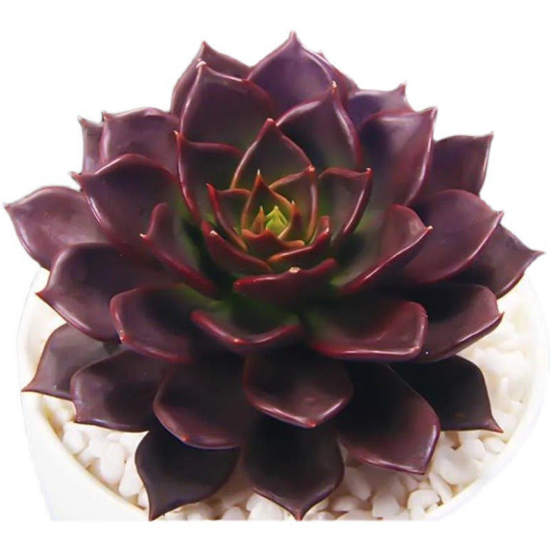 Succulent plant ornament styled on a desk corner in use