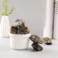 Natural Moonstone Crystal Raw Stones