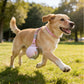 Stainless Steel Pet Water Bottle | side profile angle shot