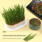 Cat Grass Hydroponic Growing Box Pet Snack