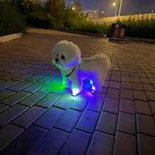LED-Sicherheitslicht für Hunde