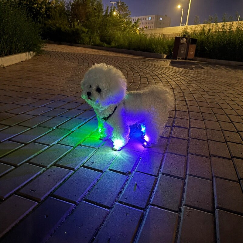 LED dog safety light front view showing the lens and press button