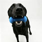 Black dog holding the blue nubbed bone chew toy crosswise in its mouth against a plain white background