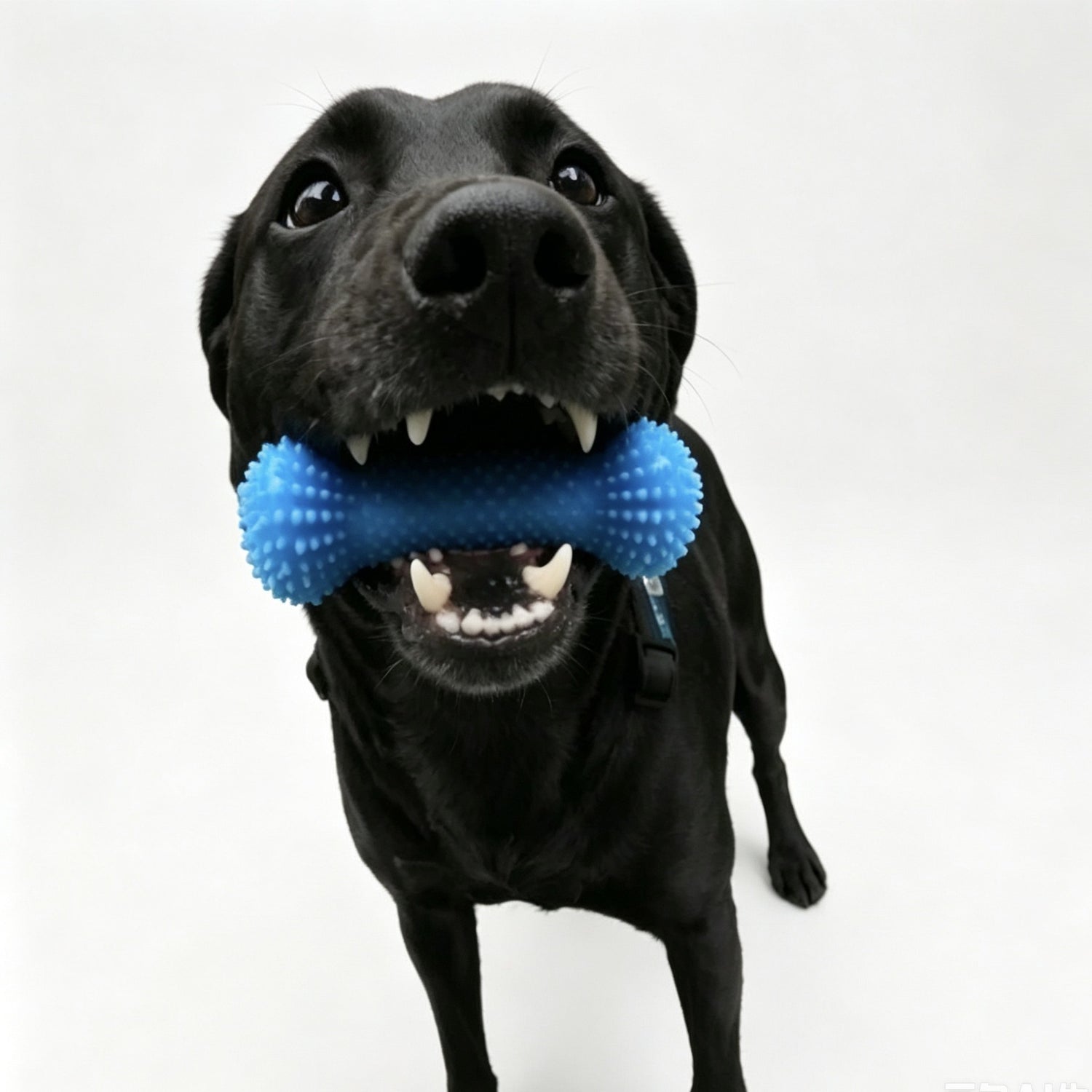 Black dog holding the blue nubbed bone chew toy crosswise in its mouth against a plain white background