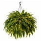 Lit artificial Boston fern on a black iron chain with a hook on a white background, warm light chain option, 48 heads