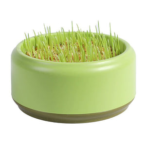 Round matcha green cat grass pot with freshly sprouted green blades on white background
