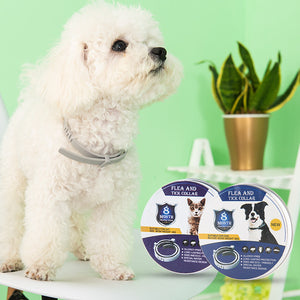 White dog wearing the light adjustable pet collar around the neck