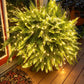 Close view of a lit artificial Boston fern with glowing lights on a porch deck at dusk