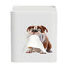 White-pug