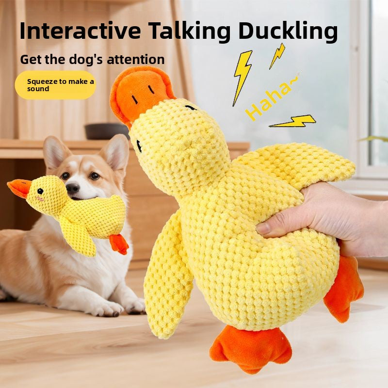 Corgi carrying a yellow plush duck toy in the background while a hand squeezes a large talking duckling plush