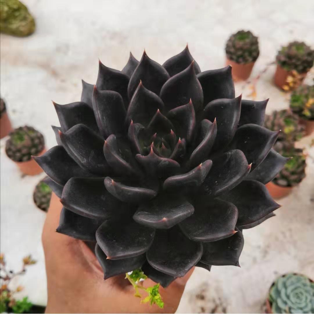 Side profile of the rosette succulent ornament showing leaf layers