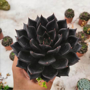 Succulent Plant Ornament | side profile angle shot