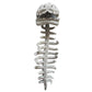 Grey dinosaur skeleton plush hood shown on white, skull with a long ribbed spine tail