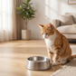 Cat waiting beside an ordinary empty bowl in the same living room
