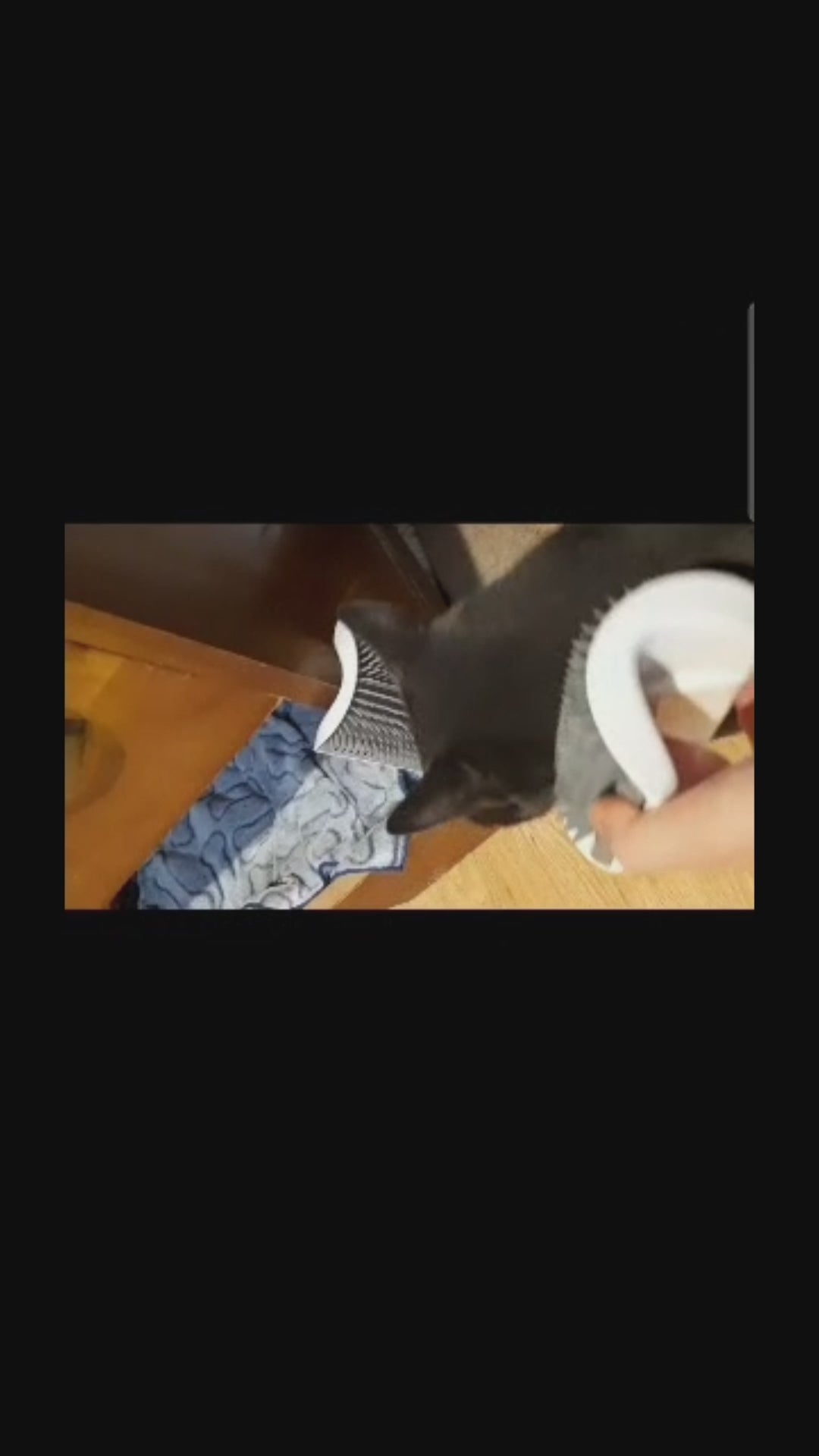 Load video: Cat grooming story video 5