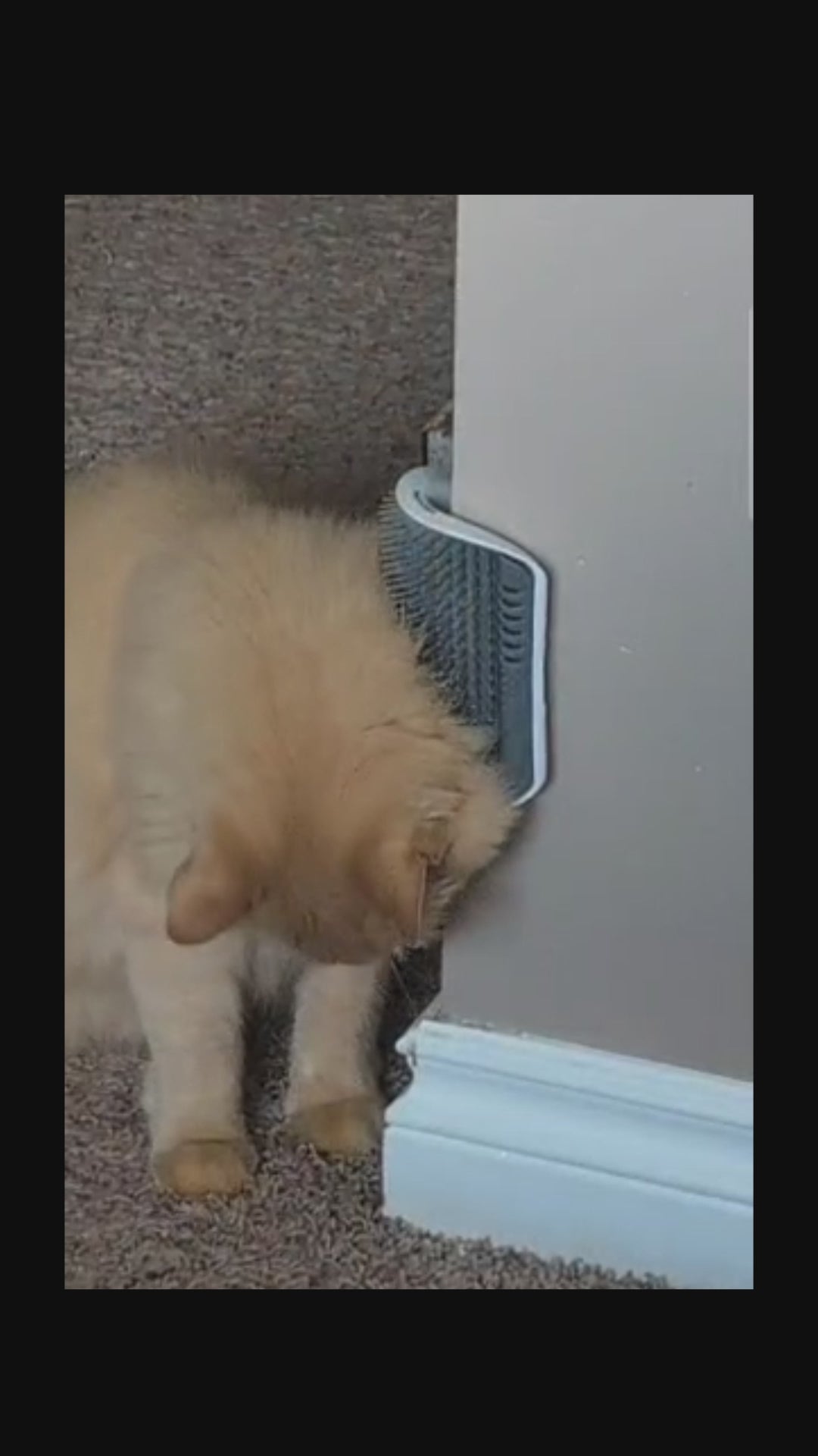 Load video: Cat grooming story video 7