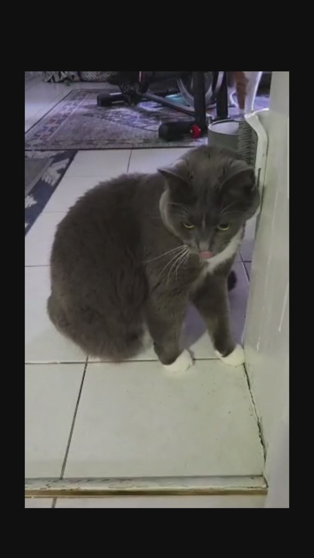Load video: Cat grooming story video 3