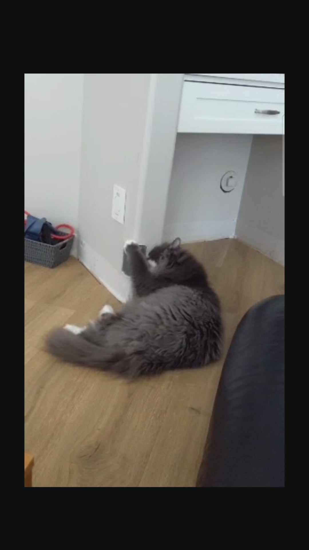 Cat grooming story video 6