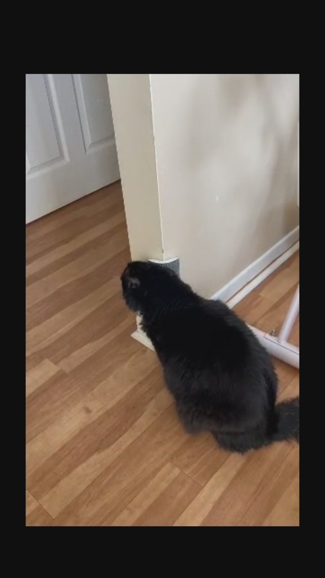 Cat grooming story video 4