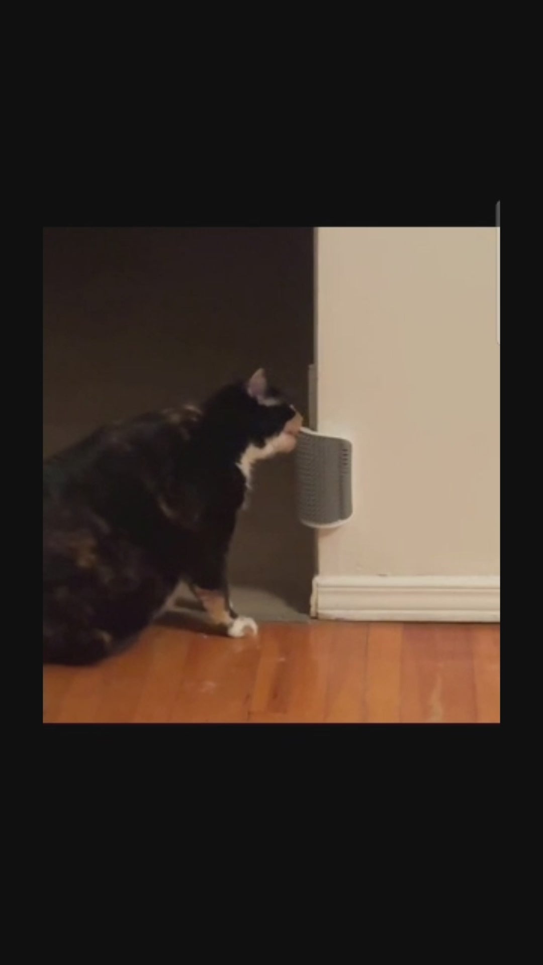 Cat grooming story video 2