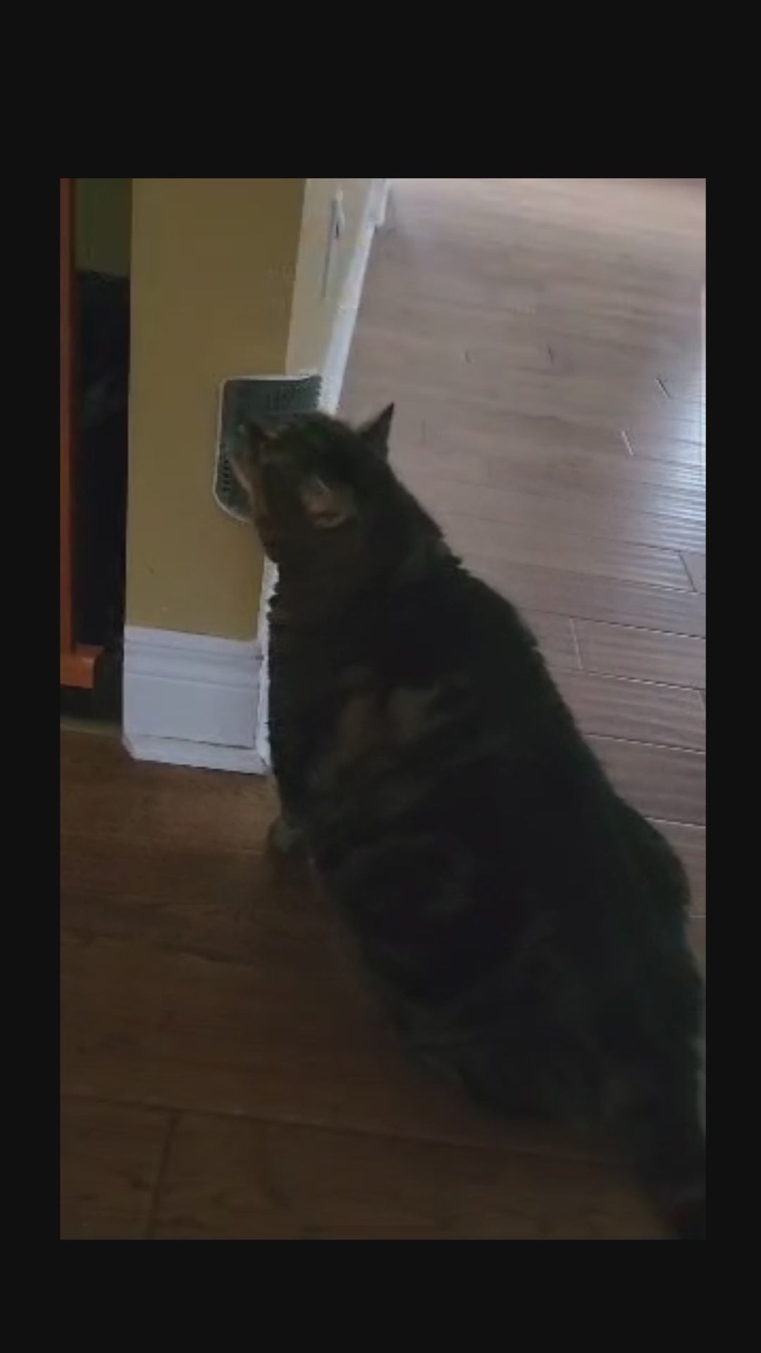 Load video: Cat grooming story video 1