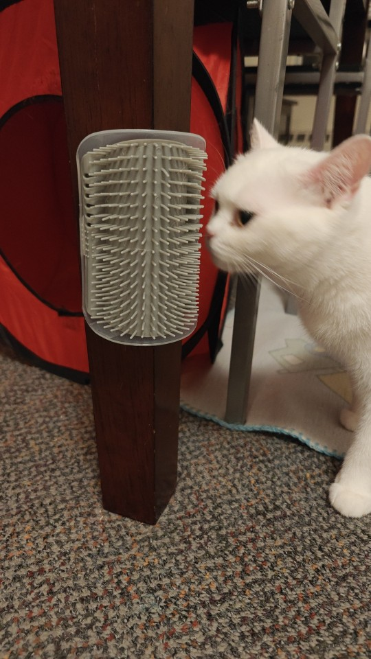 cat-self-grooming-brush-massage customer review photo 11