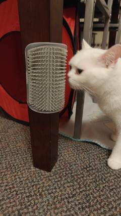 cat-self-grooming-brush-massage customer review photo 11