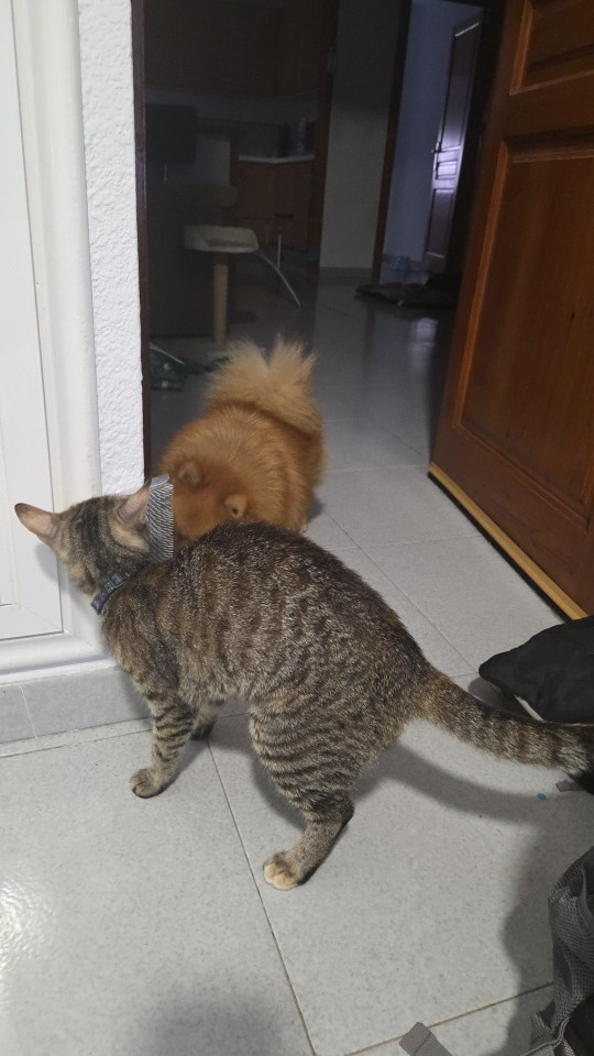 cat-self-grooming-brush-massage customer review photo 12