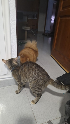 cat-self-grooming-brush-massage customer review photo 12