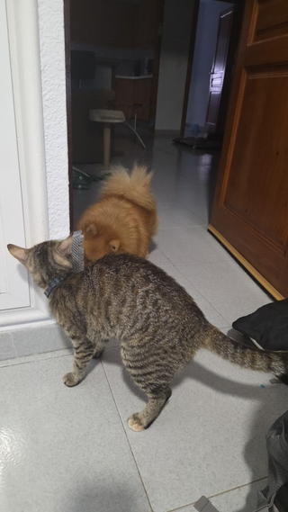 cat-self-grooming-brush-massage customer review photo 12