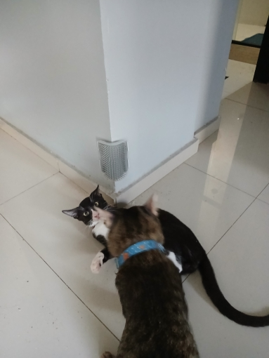 cat-self-grooming-brush-massage customer review photo 15