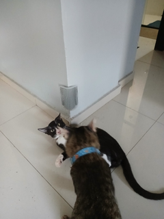 cat-self-grooming-brush-massage customer review photo 15