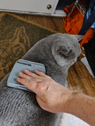 cat-self-grooming-brush-massage customer review photo 2