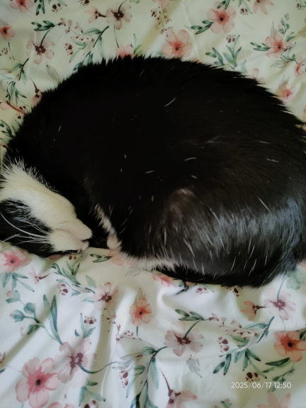 cat-self-grooming-brush-massage customer review photo 30