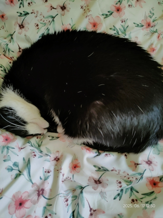 cat-self-grooming-brush-massage customer review photo 30
