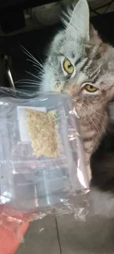 cat-self-grooming-brush-massage customer review photo 40