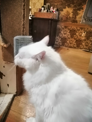 cat-self-grooming-brush-massage customer review photo 48