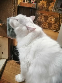cat-self-grooming-brush-massage customer review photo 48