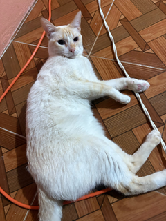cat-self-grooming-brush-massage customer review photo 8