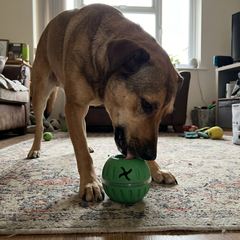 pet-feeding-toy customer review photo 1