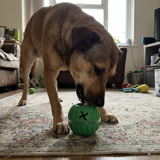 pet-feeding-toy customer review photo 1