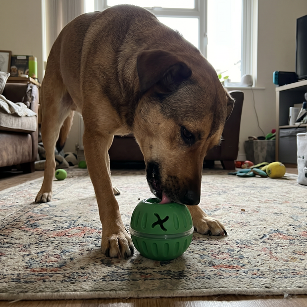 pet-feeding-toy customer review photo 1