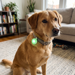led-pet-safety-light-for-dogs customer review photo 2